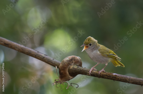 White-bellied Erpornis on branch on a green background in nature .