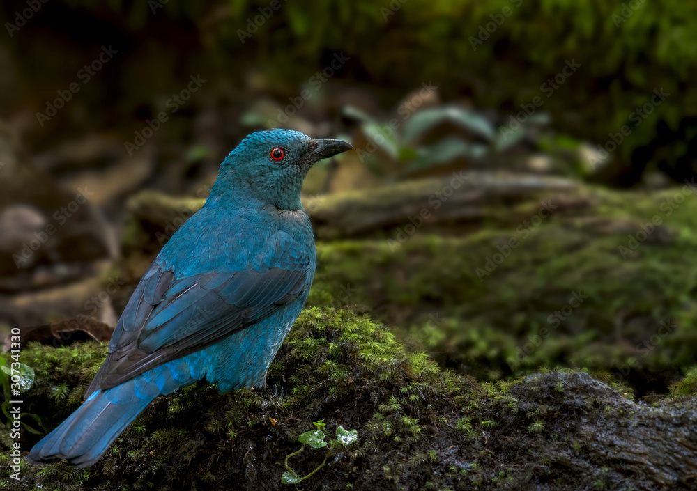 Asian Fairy Bluebird on Moss on the stone in nature.