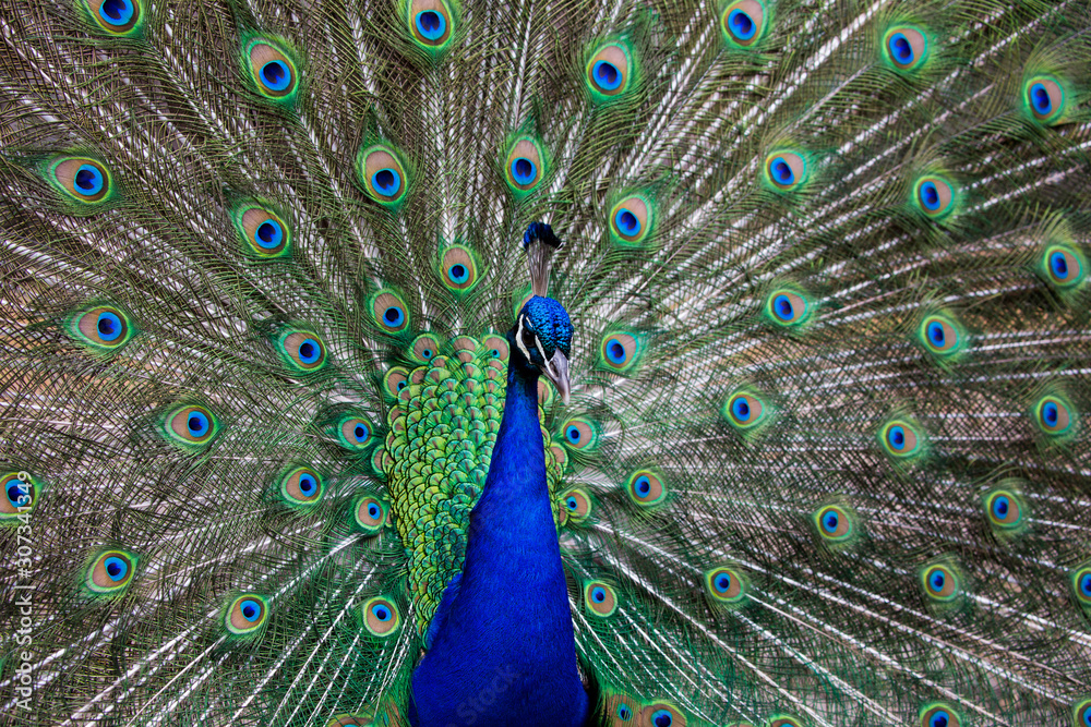 Obraz premium Close up of a stunning male peacock with fan tail open.