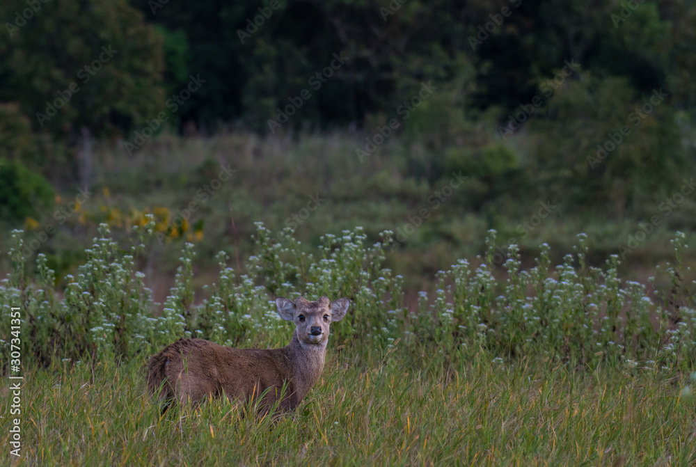 Fototapeta premium hog deer In the undergrowth in the wildlife sanctuary.