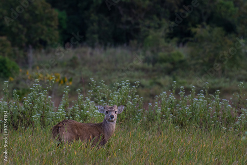 Fototapeta Naklejka Na Ścianę i Meble -  hog deer In the undergrowth in the wildlife sanctuary.