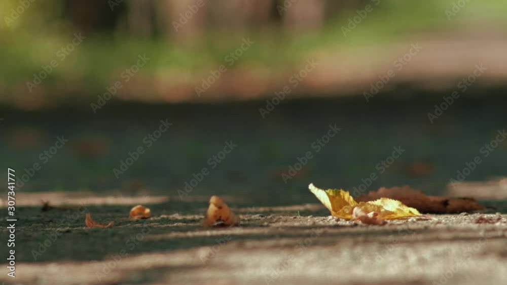 Natural background. Close up of leaves laying on dirt path. Shallow depth of field. Trucking shot. Natural background. Close up of leaves laying on dirt path. Shallow depth of field. Trucking shot.