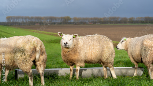 sheep laughing © Mireille