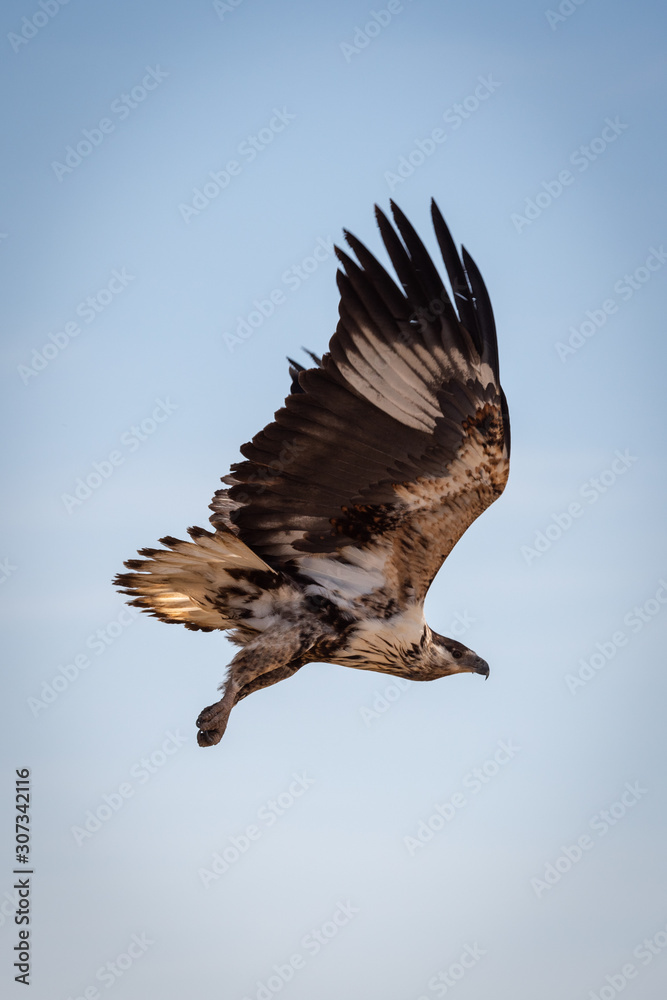 Fototapeta premium Juvenile African fish eagle in blue sky