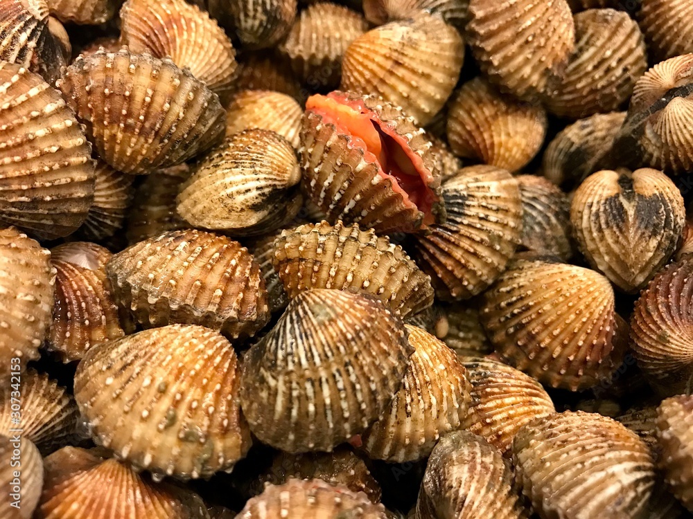 Close up of fresh cockles Close up of fresh cockles