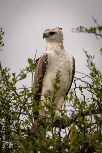 Juvenile African crowned eagle perched on branch photo