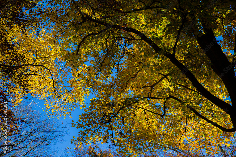 Vibrant autumn colours against a vivid blue sky. Vibrant autumn colours against a vivid blue sky.