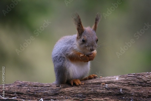A red squirrel  Sciurus vulgaris  also called Eurasian red sguirrel sitting in branch in a green forest.
