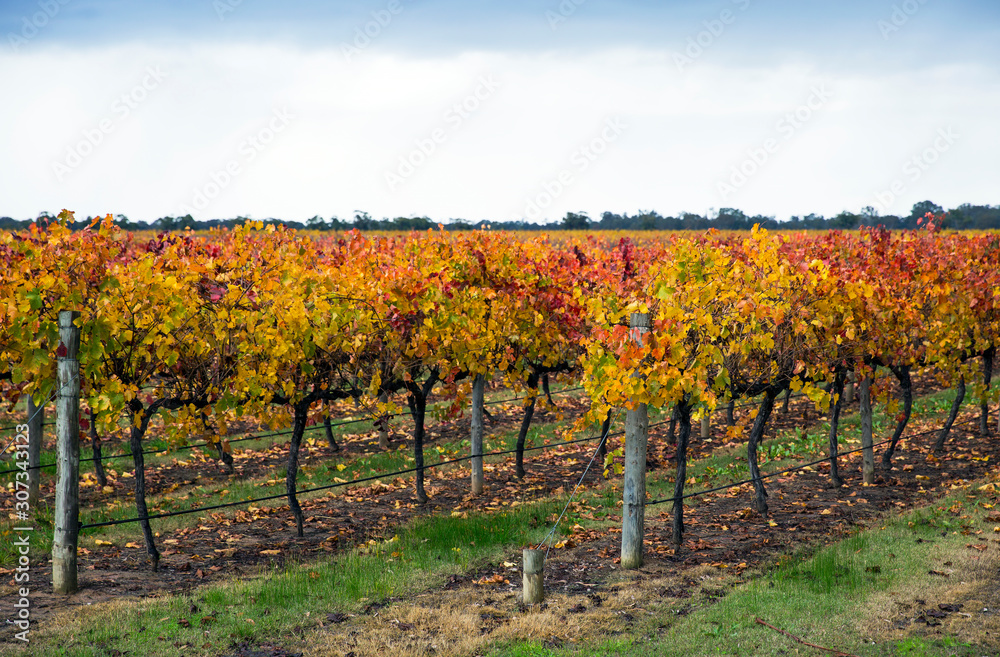 Autumn colours on a central Victorian vineyard, Australia.