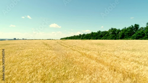 wheat field in summer, aerial shoot