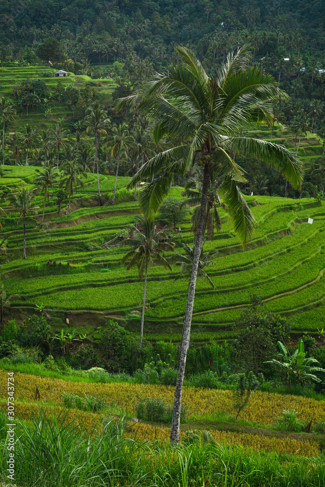 Beautiful view of rice terraces with a palm trees