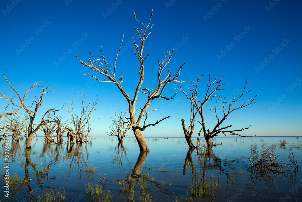 Stark shapes of dead trees lining the bank of a mirror smooth Lake Menindee in outback New South Wales. Stark shapes of dead trees lining the bank of a mirror smooth Lake Menindee in outback New South Wales.