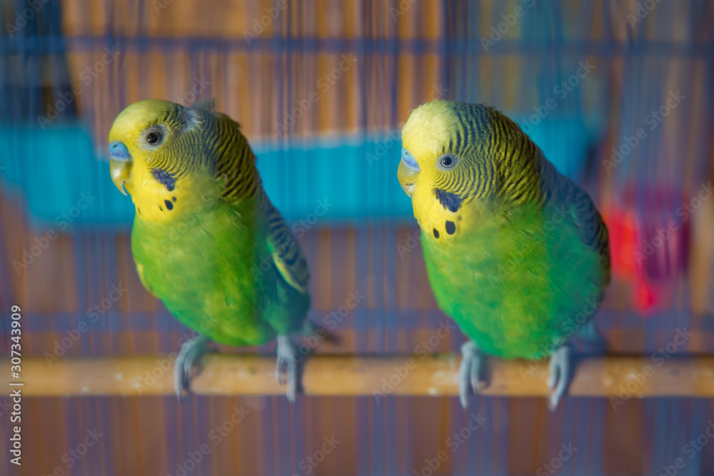 Parakeets . Green wavy parrot sits in a cage . Rosy Faced Lovebird parrot  in a cage . birds inseparable . Budgerigar on the cage. Budgie parakeet in  birdcage. Parrot Stock Photo | Adobe Stock