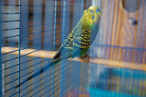 Parakeets . Green wavy parrot sits in a cage . Rosy Faced Lovebird parrot in a cage . birds inseparable . Budgerigar on the cage. Budgie parakeet in birdcage. Parrot