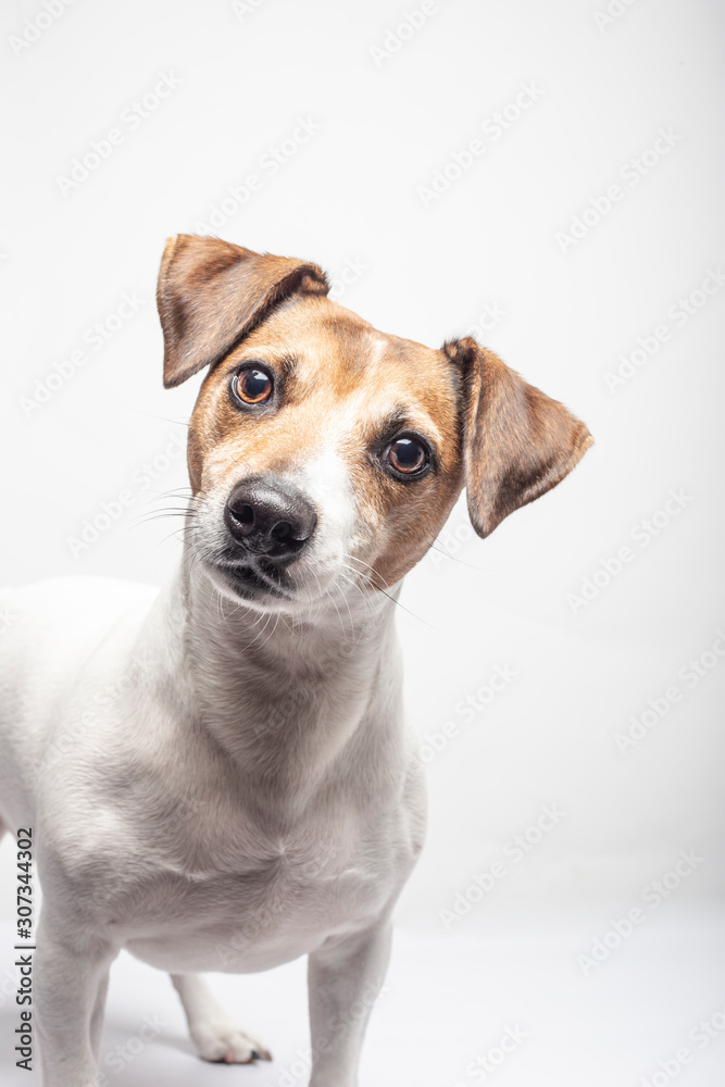 Lovely Jack Russell Terrier on white background Isolated image.