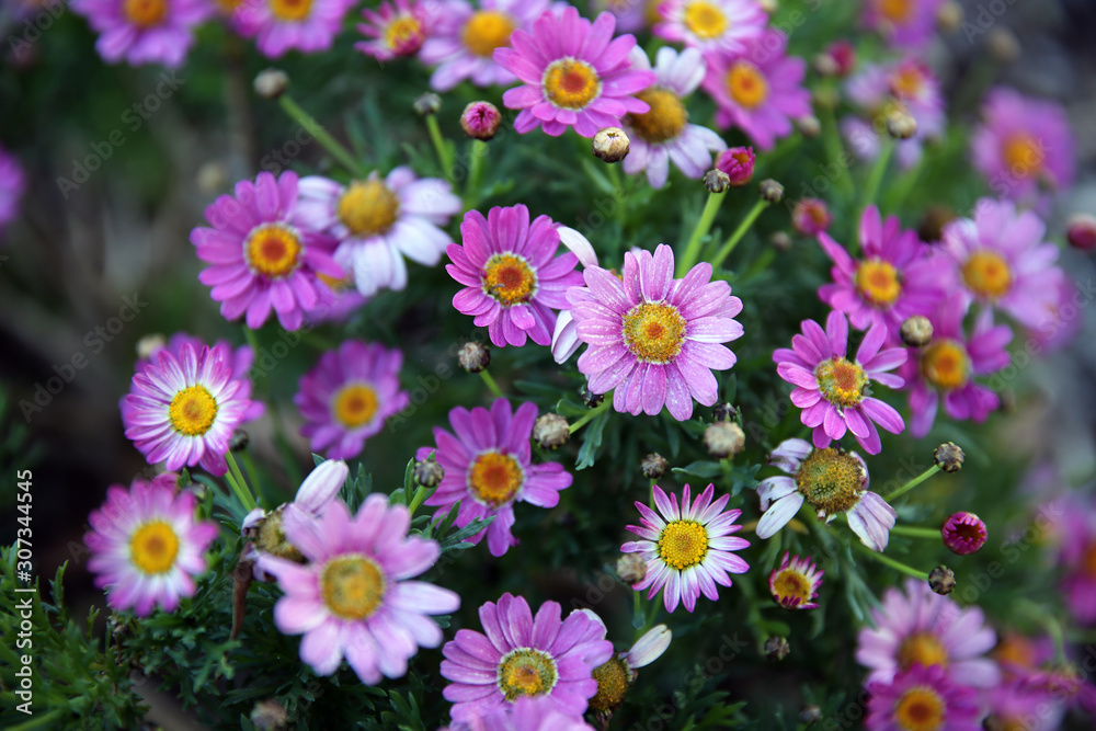 Buch of pink and white button daisies in closeup. Buch of pink and white button daisies in closeup.