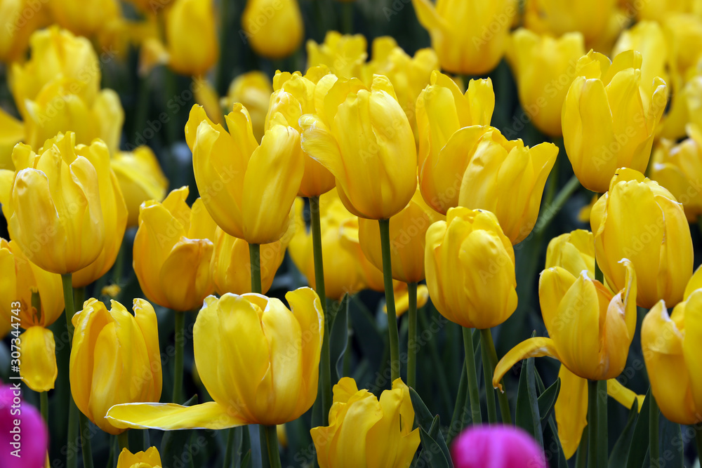 Yellow tulips growing in a garden setting. Yellow tulips growing in a garden setting.