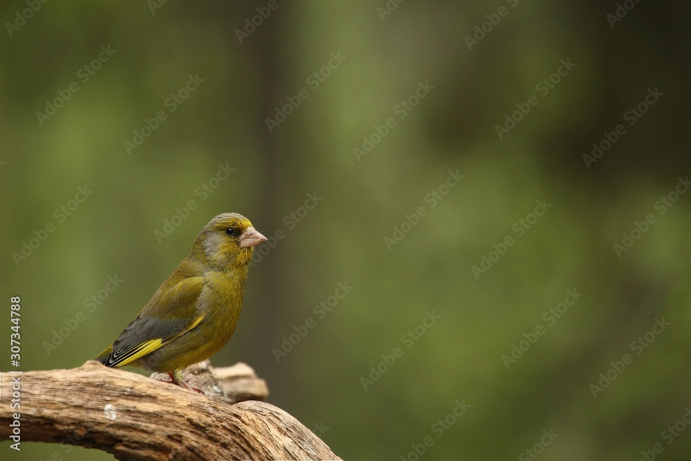 A European greenfinch (Chloris chloris) sitting on the branch in green forest.