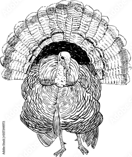 turkey bird drawing realist for artwork.