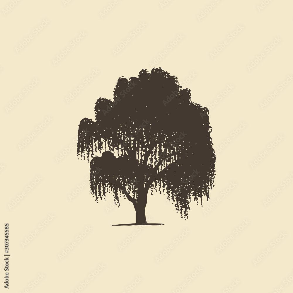 Willow or Birch, hand drawn silhouette. Vector sketch of deciduous tree.