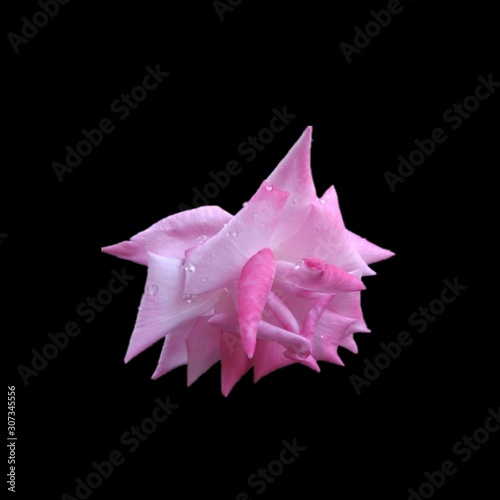 Pink rose with black background