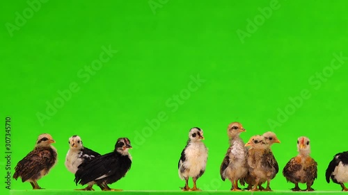little chicks making sounds isolated on green screen photo