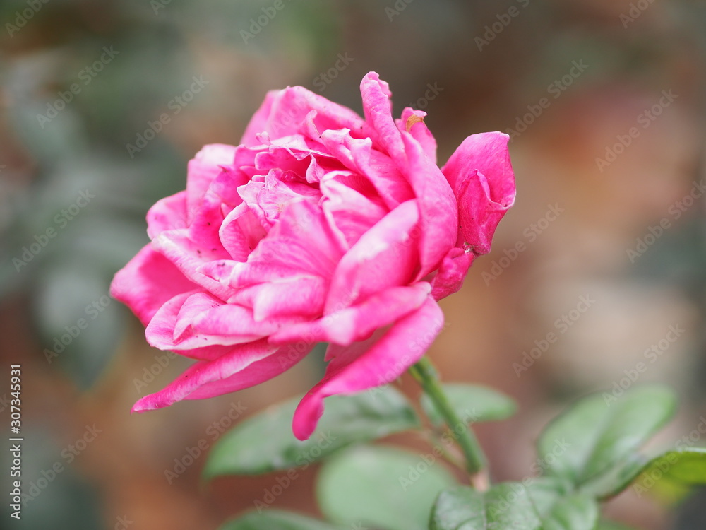 Rose Flower Pink color arrangement Beautiful bouquet on blurred of nature background symbol love Valentine’s Day Rose Flower Pink color arrangement Beautiful bouquet on blurred of nature background symbol love Valentine’s Day