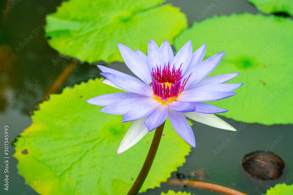Water lily lotus flower with green tree leaf in pond Water lily lotus flower with green tree leaf in pond