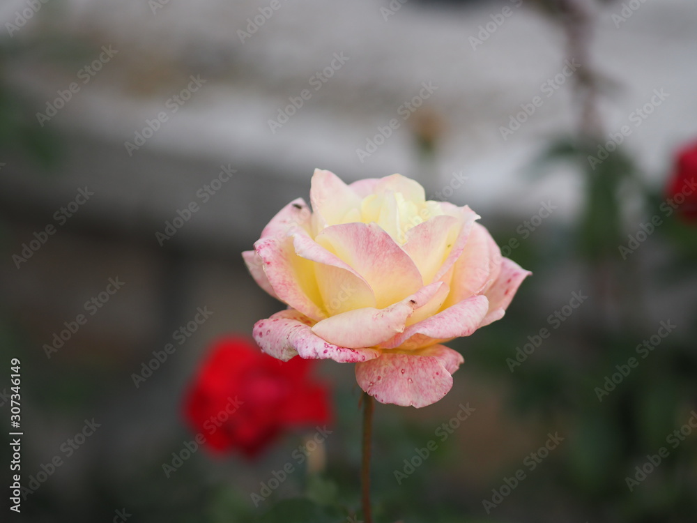 rose flower two color pink and yellow arrangement Beautiful bouquet on blurred of nature background symbol love Valentine’s Day