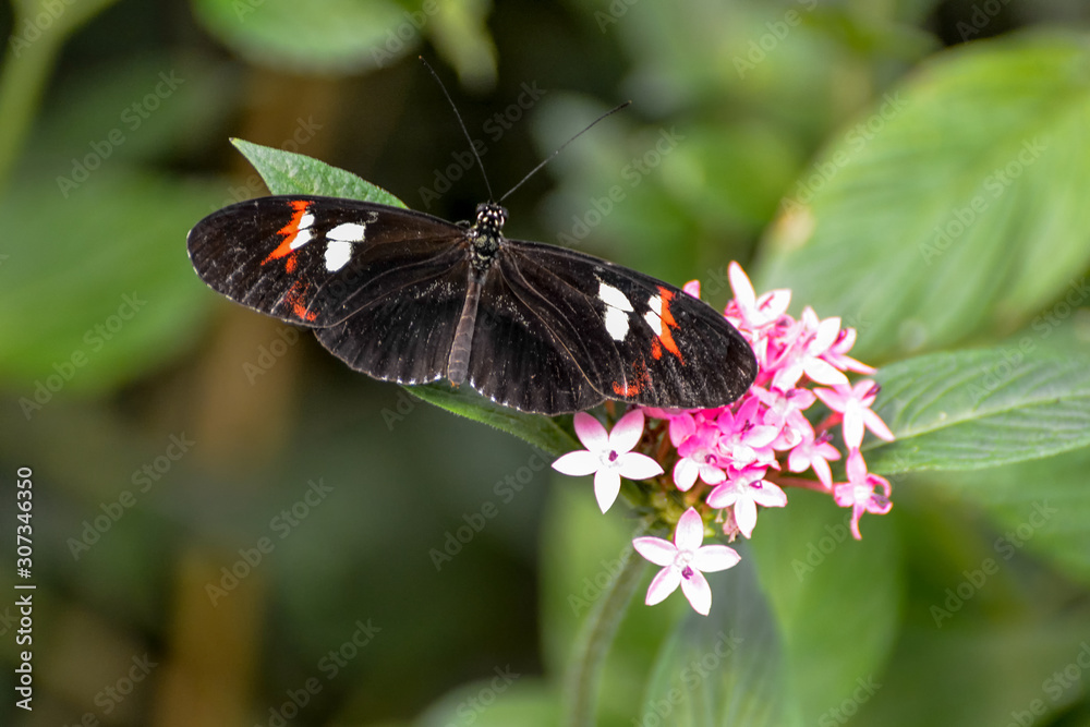 Postman Butterfly (heliconius melpomene) Postman Butterfly (heliconius melpomene)