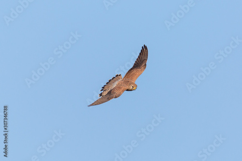 common kestrel  falco tinnunculus  in flight in blue sky