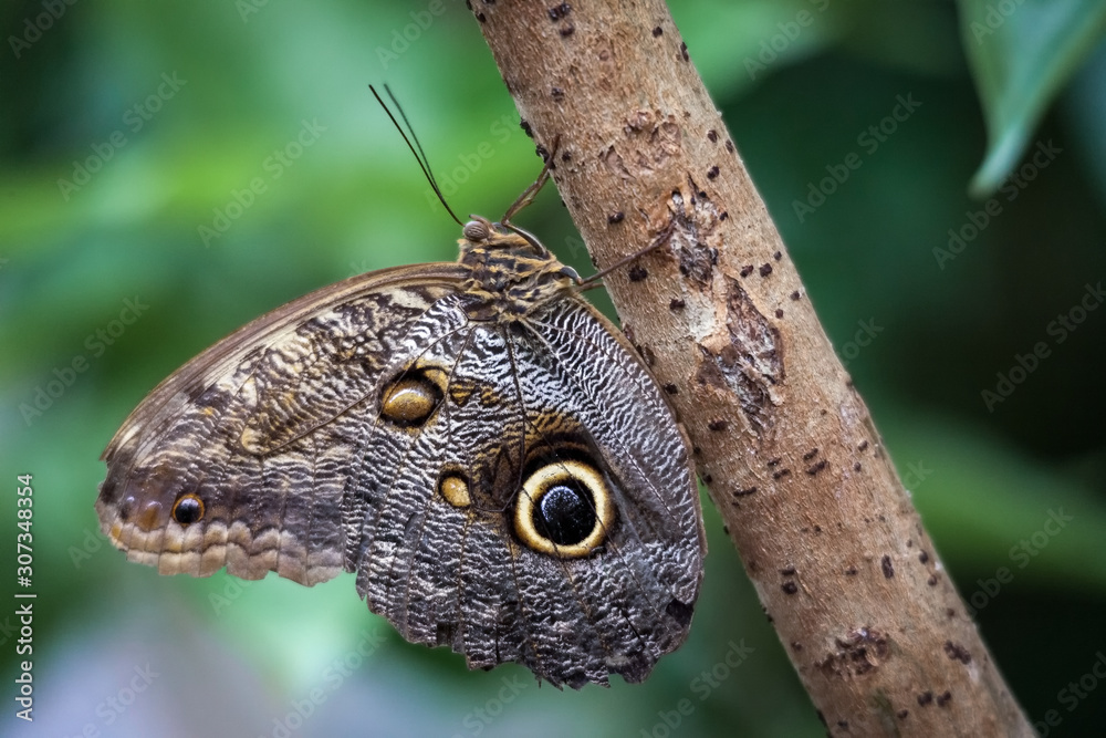 Owl Butterfly (caligo memnon).jpg Owl Butterfly (caligo memnon).jpg