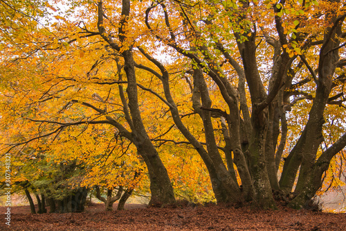 Beautiful and peaceful autumn scene. Leaves of many warm tones and colors, long shadows