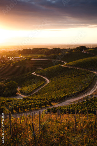 Beautiful vineyard landscap...