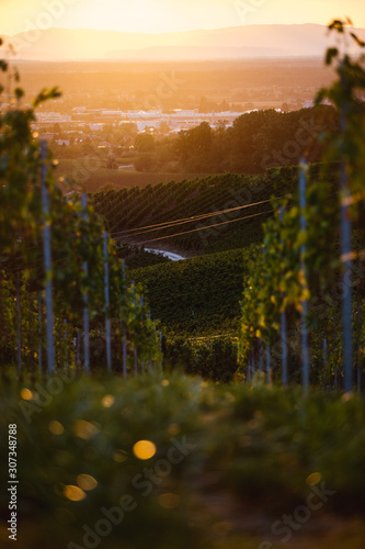Green vineyards at sunset i...
