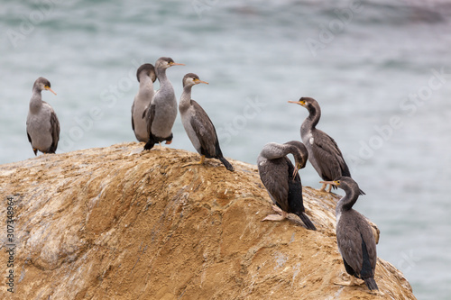 Spotted Shag (Phalacrocorax punctatus) photo