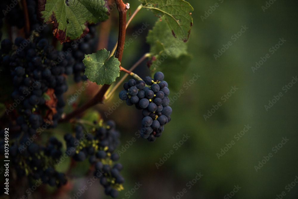 Wallpaper of Pinot Noir grapes in vineyard