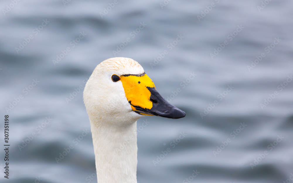 winter is not a swan lake winter is not a swan lake