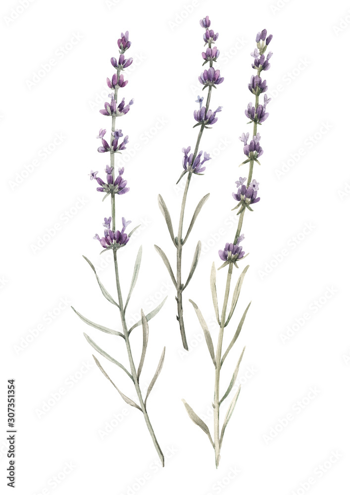 Naklejka premium Beautiful watercolor floral bouquet with isolated lavanda flowers. Stock illustration.
