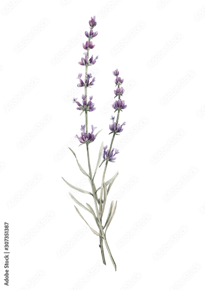 Naklejka premium Beautiful watercolor floral bouquet with isolated lavanda flowers. Stock illustration.