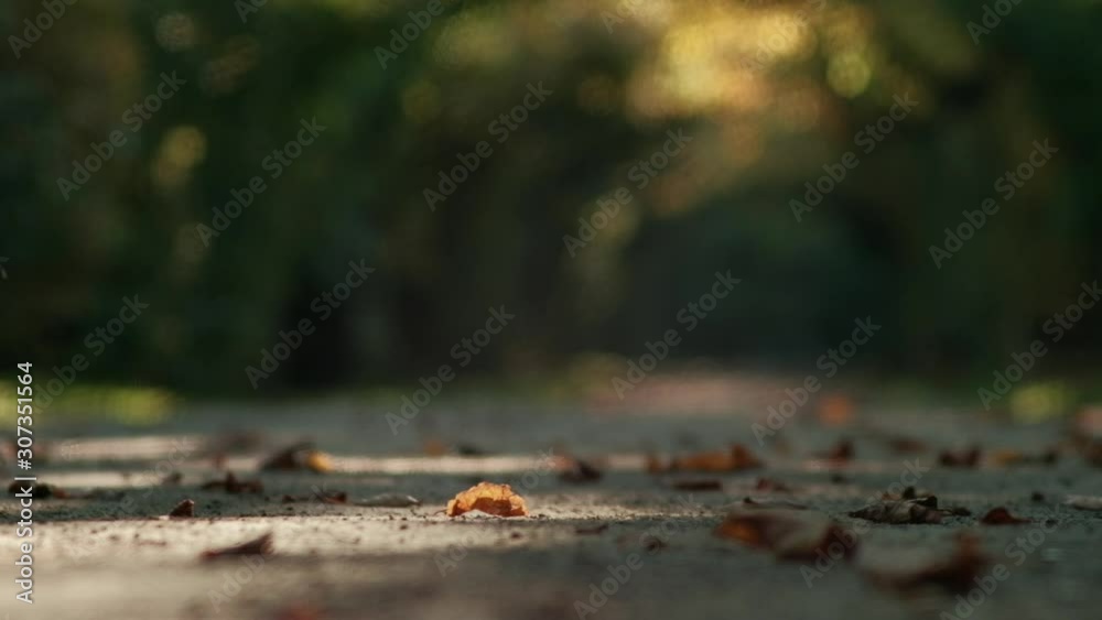 Natural background. Leaves laying on dirt path in a tree tunnel. Shallow depth of field. Natural background. Leaves laying on dirt path in a tree tunnel. Shallow depth of field.