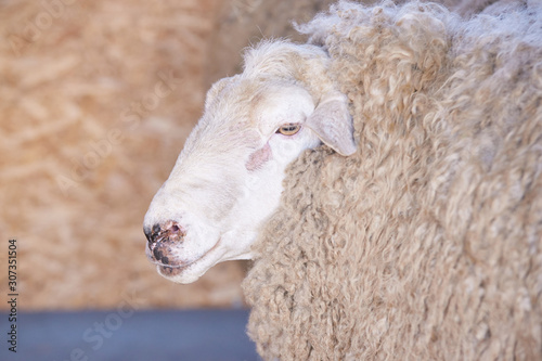 Sad kulunda breeding sheep. Muzzle sharing. Meat and fur farm production. Animal head. Closeup portrait staring photo