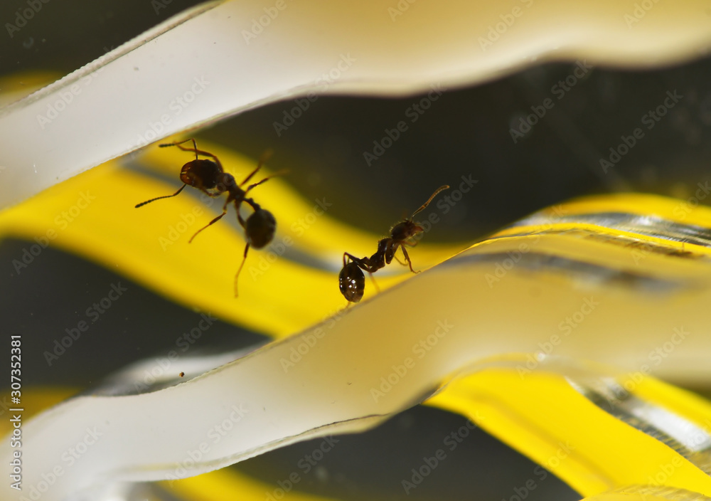 Naklejka premium ant roaming ant roads with his worries