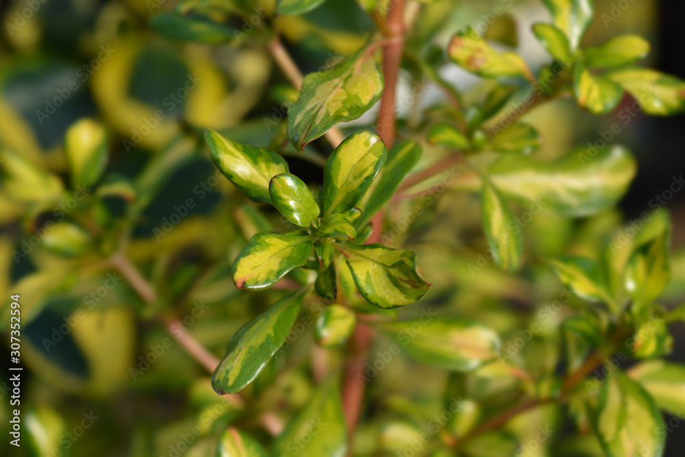 Looking-glass plant Lemon and Lime Looking-glass plant Lemon and Lime