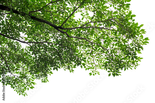 Green tree leaves and branches on white background