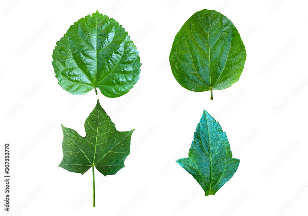 Set of various forest plant leaves on white background. Set of various forest plant leaves on white background.