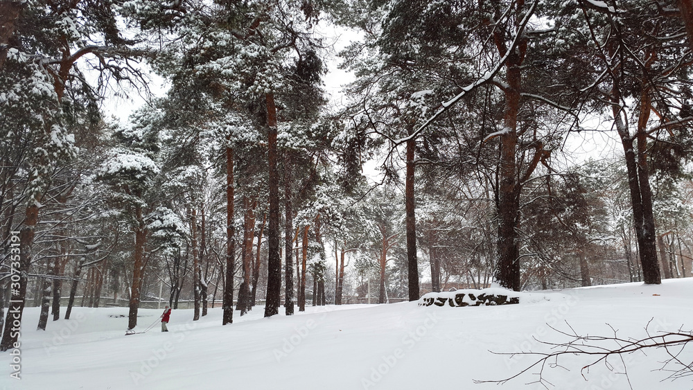 kid is sledding in park - wintertime