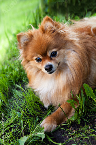 dog breed pomeranian spitz on green grass