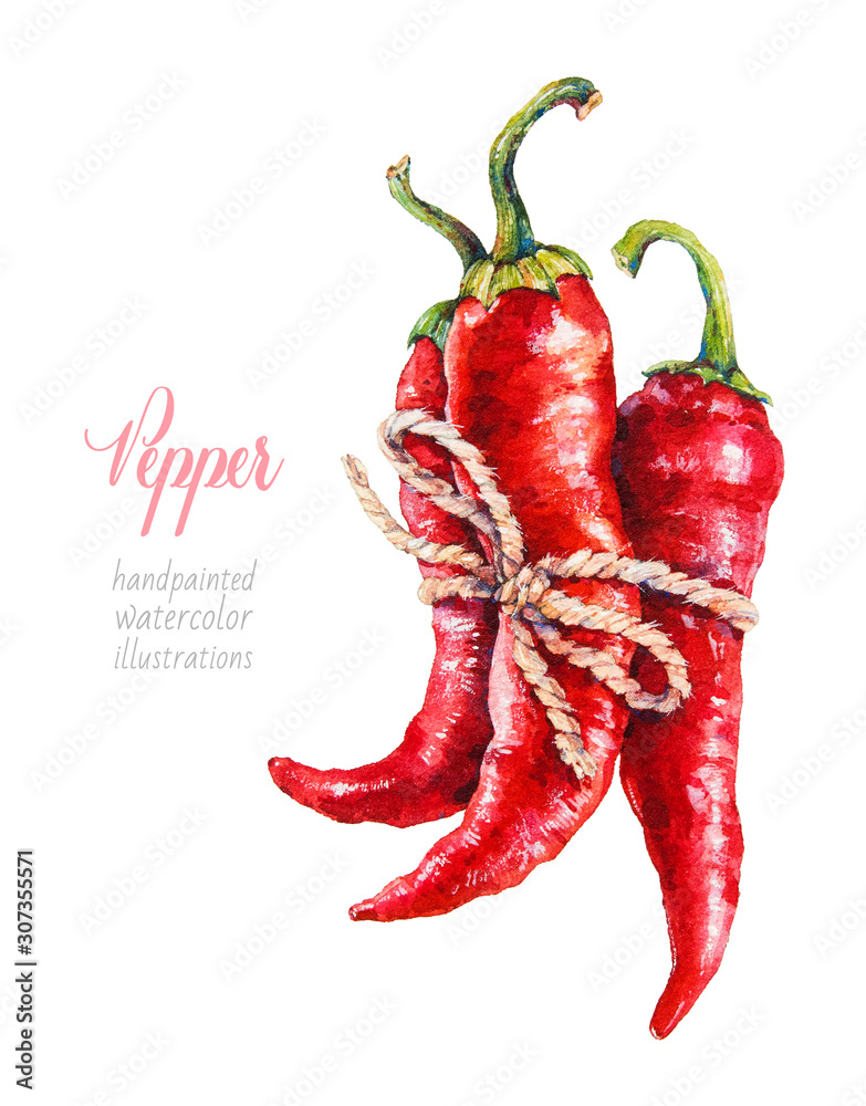 Pepper. Bunch of peppers. Chilli. Paprika. Vegetables. Watercolor botanical  hand drawn illustration. Stock Illustration | Adobe Stock