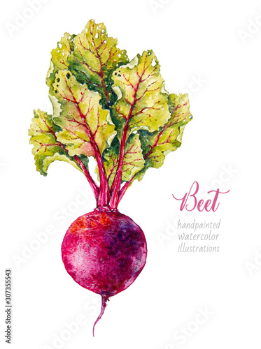 Beetroot. Beet. Vegetables. Watercolor botanical hand drawn illustration. 